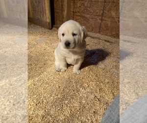 Labrador Retriever Puppy for Sale in FORT LUPTON, Colorado USA