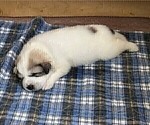 Small Photo #6 Great Pyrenees Puppy For Sale in MOUNT AIRY, NC, USA