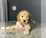 Small Photo #4 Goldendoodle-Poodle (Standard) Mix Puppy For Sale in PORTERVILLE, CA, USA