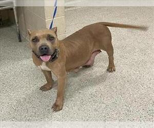 American Pit Bull Terrier-Unknown Mix Dogs for adoption in Conroe, TX, USA