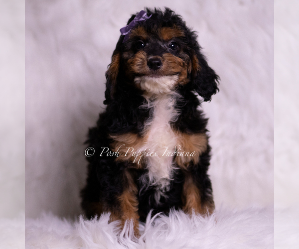 Medium Photo #1 Goldendoodle (Miniature) Puppy For Sale in WARSAW, IN, USA