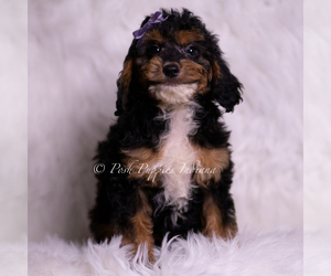 Medium Goldendoodle (Miniature)