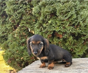 Dachshund Puppy for sale in MIDDLEBURY, IN, USA