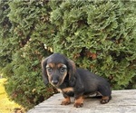 Image preview for Ad Listing. Nickname: Pepper