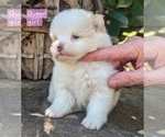 Small Photo #14 Pomeranian Puppy For Sale in COMER, GA, USA