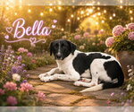 Small Border Collie Mix