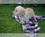 Puppy Flowers Labrador Retriever