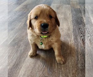 Golden Retriever Puppy for sale in LOOMIS, WA, USA