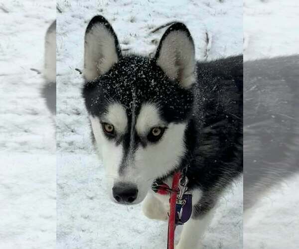 Medium Photo #2 Siberian Husky Puppy For Sale in Severn, MD, USA