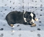 Small #10 Australian Shepherd
