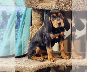 Coonhound-Unknown Mix Dogs for adoption in Red Lodge, MT, USA