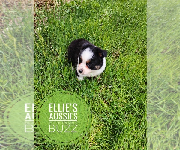 Medium Photo #4 Miniature Australian Shepherd Puppy For Sale in KETTLE FALLS, WA, USA