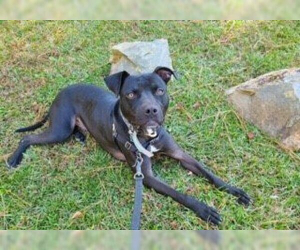 Medium Photo #4 American Pit Bull Terrier Puppy For Sale in Columbia, SC, USA