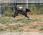 Small #2 Poodle (Standard) Mix
