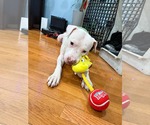 Small #2 Mutt
