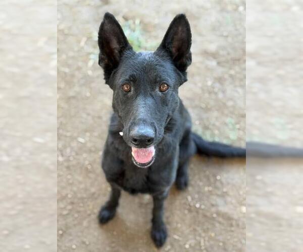 Medium Photo #2 German Shepherd Dog Puppy For Sale in Riverside, CA, USA