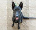 Small #1 German Shepherd Dog
