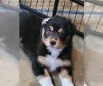 Puppy Fred Australian Shepherd
