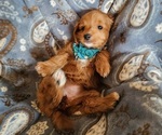 Puppy Sierra Cavachon-Poodle (Miniature) Mix