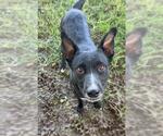 Small #2 Labrador Retriever Mix