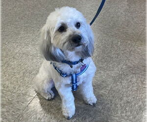 Shih-Poo Dogs for adoption in Phoenix, AZ, USA