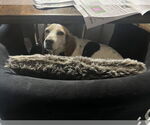 Small #1 Beagle