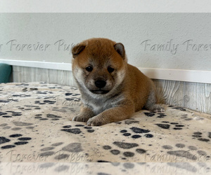 Shiba Inu Puppy for sale in DONNELLSON, IA, USA
