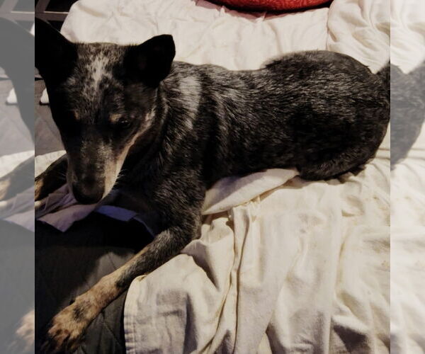 Medium Photo #5 Mutt Puppy For Sale in McKinney, TX, USA