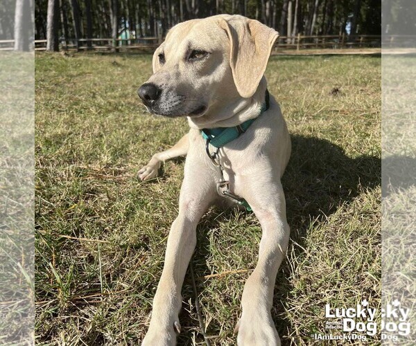 Medium Photo #3 Labrador Retriever-Unknown Mix Puppy For Sale in Washington, DC, USA