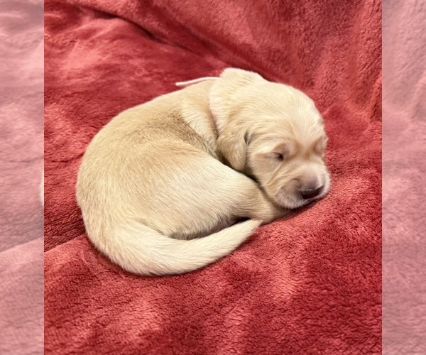 Medium Photo #1 Golden Retriever Puppy For Sale in CLARKSVILLE, TN, USA