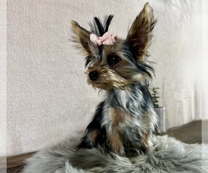 Yorkshire Terrier Puppy for sale in NAPPANEE, IN, USA