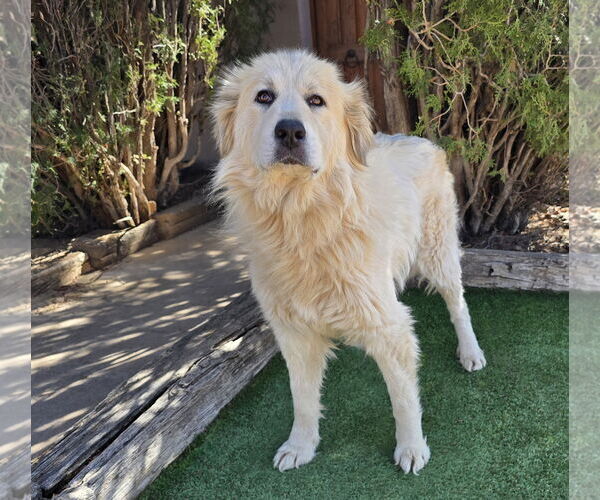 Medium Photo #2 Great Pyrenees Puppy For Sale in Albuquerque, NM, USA