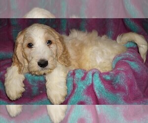Labradoodle Puppy for sale in LA HABRA, CA, USA