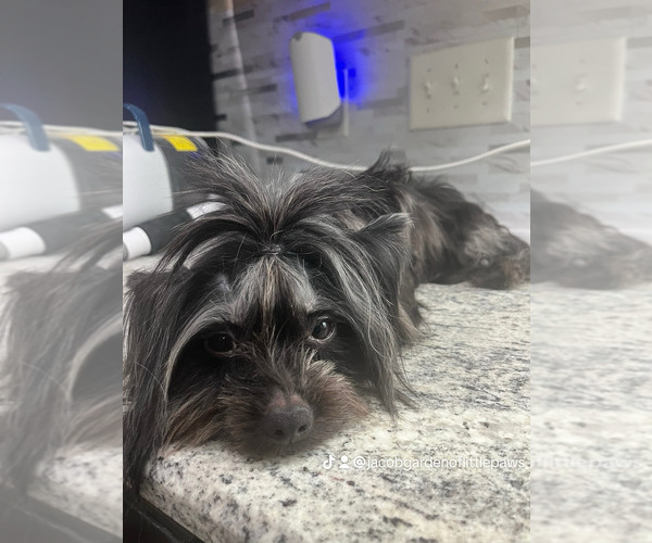 Medium Photo #4 Yorkshire Terrier Puppy For Sale in E FAYETTEVLLE, NC, USA