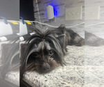 Sheba - Female Yorkshire Terrier Puppy for Sale - Photo #4