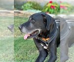 Small #3 Great Dane