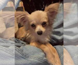 Father of the Chorkie puppies born on 06/12/2025