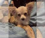 Small Photo #1 Chorkie Puppy For Sale in DAYTON, OH, USA