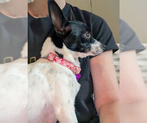 Medium Photo #5 Chihuahua-Unknown Mix Puppy For Sale in Corona, CA, USA