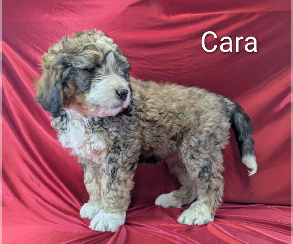 Medium Photo #7 Bernedoodle Puppy For Sale in CANON CITY, CO, USA