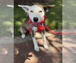 Small #3 American Pit Bull Terrier Mix