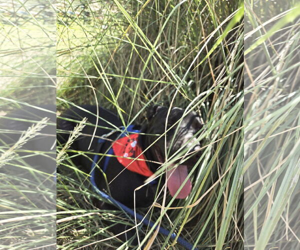 Medium Photo #5 Mutt Puppy For Sale in Jackson, MS, USA