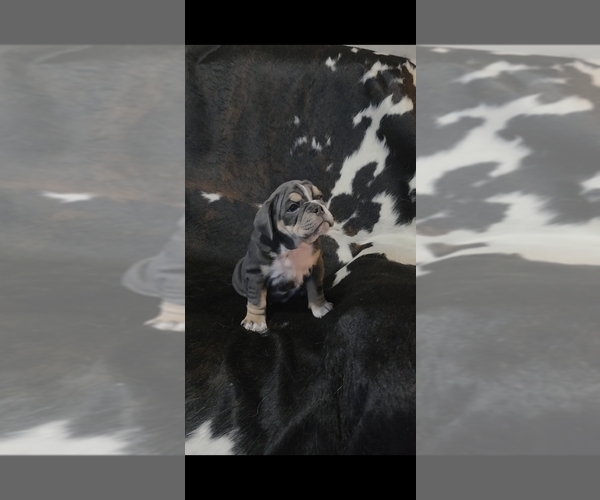 Medium Photo #3 English Bulldog Puppy For Sale in ARGYLE, TX, USA
