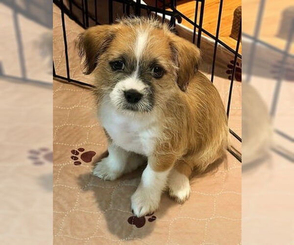 Medium Photo #1 Border Terrier-Unknown Mix Puppy For Sale in Fremont, CA, USA