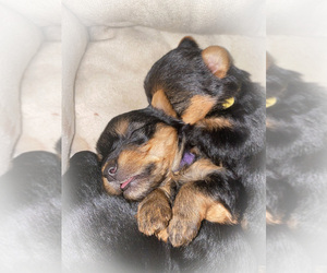 Yorkshire Terrier Puppy for sale in TAYLORSVILLE, MS, USA