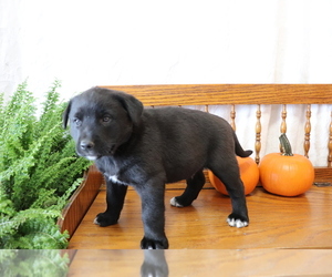 Akita-Labrador Retriever Mix Puppy for sale in SHILOH, OH, USA