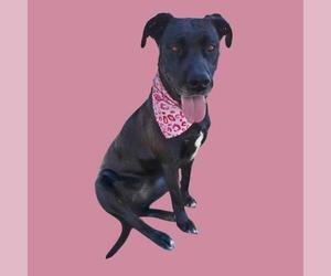 Great Dane-Unknown Mix Dogs for adoption in Bakersfield, CA, USA