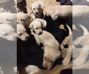 Labrador Retriever Puppy for sale in GILBERT, AZ, USA