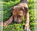 Small Photo #14 American Bully Puppy For Sale in PHOENIX, AZ, USA