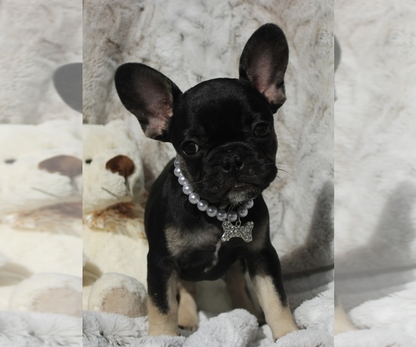 Medium Photo #1 French Bulldog Puppy For Sale in PORT SAINT LUCIE, FL, USA
